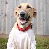 Thumbnail photo of Willow the wonderful little lady #3