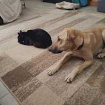 Thumbnail photo of Willow the wonderful little lady #4