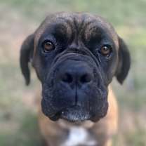 Thumbnail photo of TILLY #1