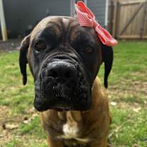 Thumbnail photo of TILLY #2