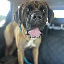 Thumbnail photo of TILLY #3