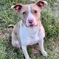 Thumbnail photo of Bikini #1