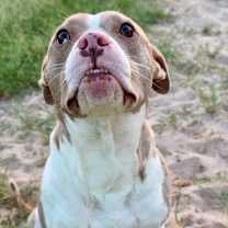 Thumbnail photo of Bikini #4