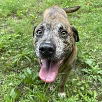 Thumbnail photo of Bruno #2