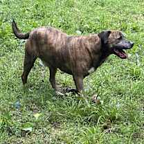 Thumbnail photo of Bruno #3
