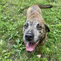 Thumbnail photo of Bruno #4