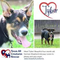 Thumbnail photo of Tyber #2