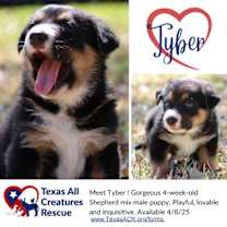 Thumbnail photo of Tyber #3