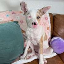 Thumbnail photo of Toph Cheeks #1