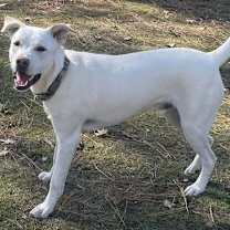 Thumbnail photo of Hawkeye #4