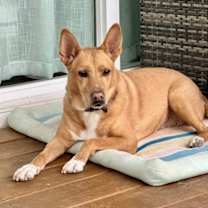 Thumbnail photo of Lola  (ae) #1