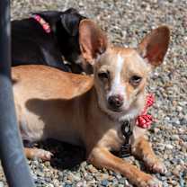 Thumbnail photo of Honey #1