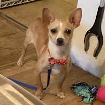 Thumbnail photo of Honey #2