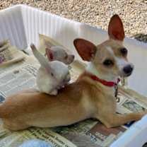 Thumbnail photo of Honey #3