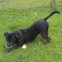 Thumbnail photo of Prancer #2