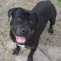 Thumbnail photo of Prancer #3