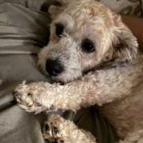 Thumbnail photo of Copito #3