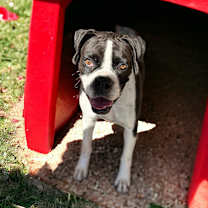 adopt-pet