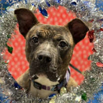 Thumbnail photo of Canoe #1