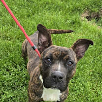 Thumbnail photo of Canoe #2