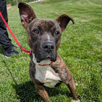 Thumbnail photo of Canoe #3