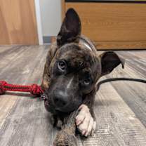 Thumbnail photo of Canoe #4