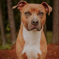 Thumbnail photo of 25-02-0562 Bam Bam #4