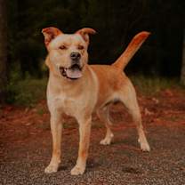 Thumbnail photo of 25-02-0484 Tator Tot #3