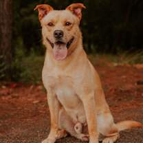 Thumbnail photo of 25-02-0484 Tator Tot #4