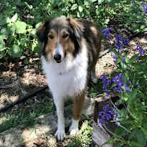 Thumbnail photo of Poppy #1