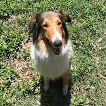 Thumbnail photo of Poppy #2