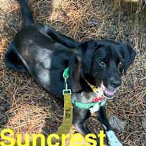 Thumbnail photo of Suncrest **Home for the Holidays 1/2 price@ #1