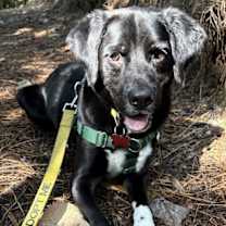 Thumbnail photo of Suncrest **Home for the Holidays 1/2 price@ #4