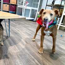 Thumbnail photo of Wrangler #4