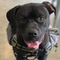 Thumbnail photo of Jakoby #4