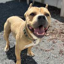 Thumbnail photo of Linde #1