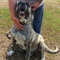 Thumbnail photo of Jellyroll #4