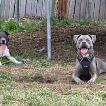 Thumbnail photo of Bruno #4