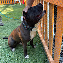 Thumbnail photo of Humble A2177081 #4