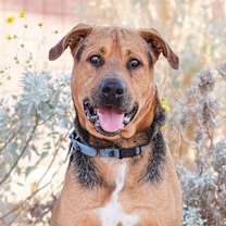 Thumbnail photo of Bandit #1