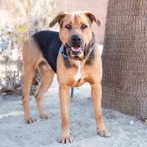 Thumbnail photo of Bandit #2