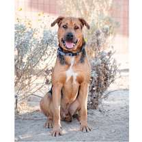 Thumbnail photo of Bandit #3