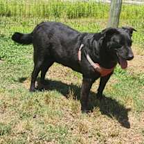 Thumbnail photo of RAVEN #2