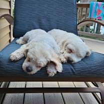 Thumbnail photo of D124 Litter Tank - BONDED PAIR #1