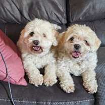 Thumbnail photo of D124 Litter Tank - BONDED PAIR #2