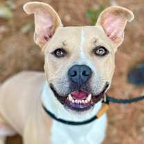 Thumbnail photo of Linus #1