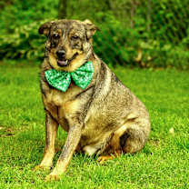 Thumbnail photo of Bentley #3