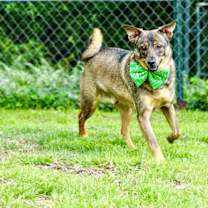 Thumbnail photo of Bentley #4