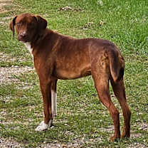 Thumbnail photo of Ruby #4