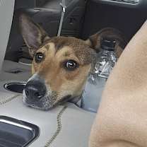 Thumbnail photo of Jitterbug #1